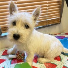 PRODÁM KRÁSNÁ A OČKOVANÁ štěňata West Highland White Terriers