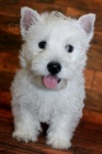 PRODÁM KRÁSNÁ A OČKOVANÁ štěňata West Highland White Terriers