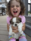 Prodám mini očkovaná a odčervená štěňata SHIH TZU