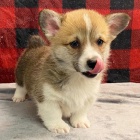 Prodám očkovaná štěňata Pembroke Welsh Corgi.