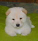 Prodám štěňata shiba inu