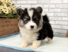 Prodm tata Pembroke Welsh Corgi.