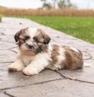 Prodám štěňata SHIH TZU