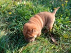 Shar Pei štěňata