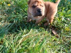 Shar Pei štěňata