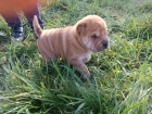 Shar Pei štěňata