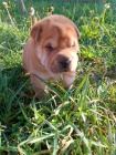 Shar Pei štěňata