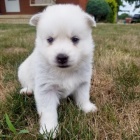 Prodám štěňata Pomskies (kříženec sibiřský husky a pomeranian)