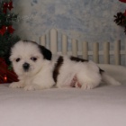 Prodám hygienicky a sociálně vyškolená štěňata SHIH TZU