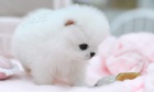 Pomeranian štěňata na prodej.