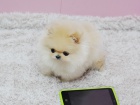 Německý špic trpasličí (pomeranian) - štěnata s pp