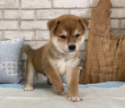 Prodám rozkošná MINI očkovaná štěňátka shiba inu