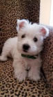 Prodám štěňata West Highland White Terriers
