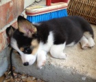 Prodám štěňata Pembroke Welsh Corgi.