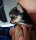 Prodám mini štěňata čivavy