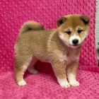 Prodám rozkošná miminka štěňata shiba inu