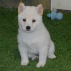Prodám štěňata bílé shiby inu