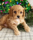 Prodm hygienicky vycvien miniaturn tata Cavapoo.