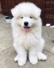 K dispozici tata samojed.