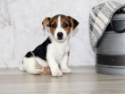 Prodám zdravá štěňata jack russell teriéra.
