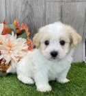 Prodám roztomilá a zdravá štěňata havanese.