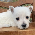 Prodám mini mini štěňata West Highland White Terriers
