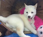 Prodám očkovaná a odčervená štěňata SHIBA INU BÍLÁ fenka a pes