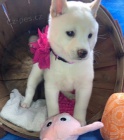 Prodám očkovaná a odčervená štěňata SHIBA INU BÍLÁ fenka a pes