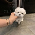Zdravá a krásná mini hračka štěňata pejska a fenky Pudla na prodej.