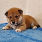 Prodám štěňata shiba inu