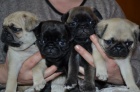 Černá a béžová mopsí samec a fenka k adopci.