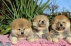 Akita Inu s PP