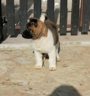 Americk Akita tata