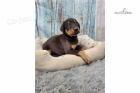 Dobře vycvičená štěňata dobrmana k adopci