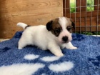 Prodám krásná a rozkošná štěňátka jack russell teriéra.