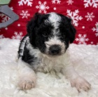 nádherná a zdravá štěňata Aussiedoodle na prodej.