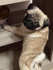 Mops štěňata