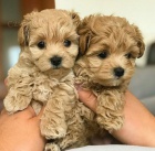 Krásný MALTIPOO na prodej. Pouze pro vážné osoby.
