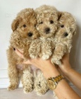 Prodám očkovaná štěňata MALTIPOO.