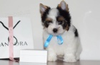 Prodm tata BIEWER YORKIE.