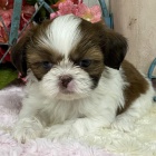Prodám štěňata SHIH TZU