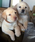 Prodám zdravá a krásná štěňata labradorského retrívra.