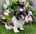 Zdravá, očkovaná a odčervená mini štěňátka SHIH TZU k adopci.