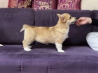 Velšský Corgi Pembroke štěňata