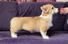 Velšský Corgi Pembroke štěňata