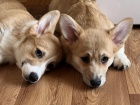 Velšský Corgi Pembroke štěňata