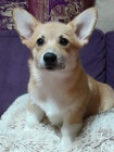 Velšský Corgi Pembroke štěňata