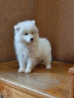 Samojed krsn ttka