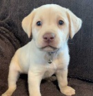 Prodám štěňata labradorského retrívra.