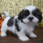 Prodám mini rozkošná očkovaná štěňata SHIH TZU